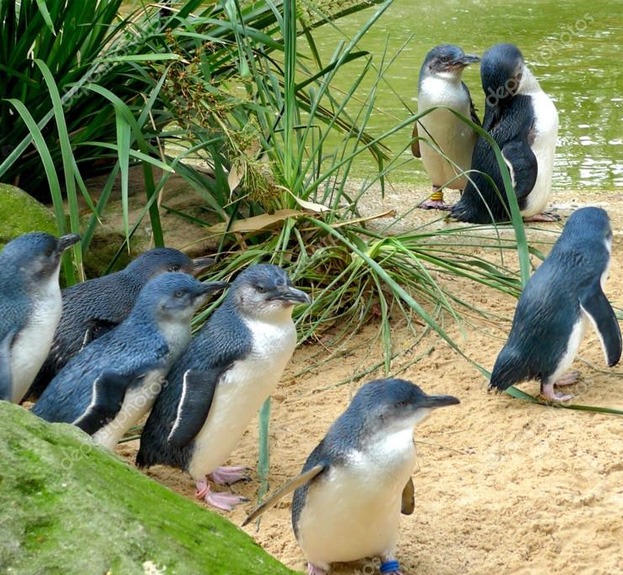 Luxury private Phillip Island day tour with chauffeur from Melbourne